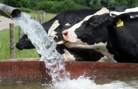 Sensoren meten hittestress bij koeien op hokniveau