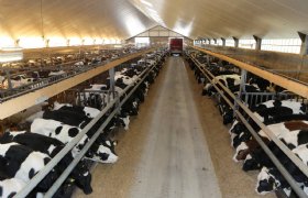 Ammoniakreductie in vleeskalversector niet gemakkelijk