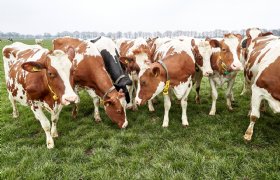 Koeien fokken op methaan wordt concreet