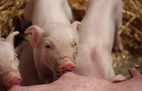 Sensoren brengen geurhinder varkensbedrijf in kaart