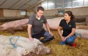 Data helpen biologische varkenshouder bij voederproeven