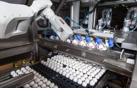 Door aanpassing broedproces komen meer eieren uit