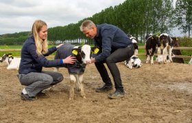 Hans Reinders: 'Kalf dat buiten loopt is gezonder'