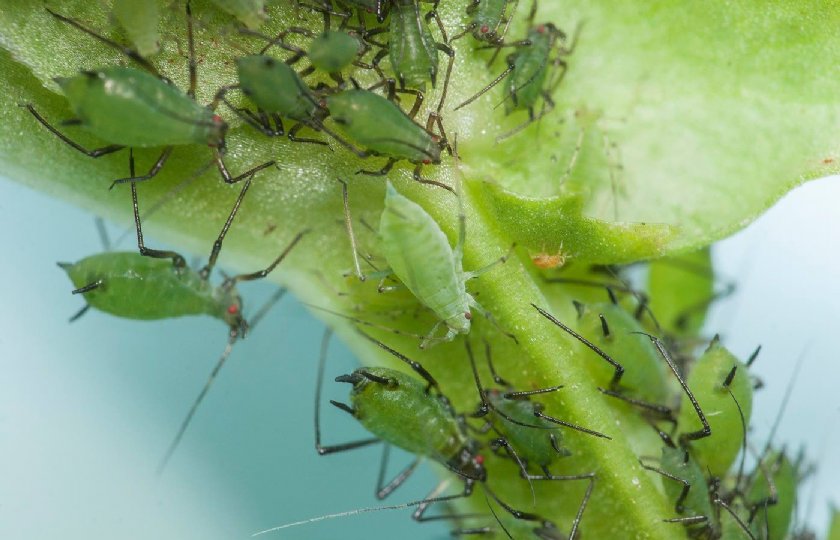 Lokstof+voor+sluipwesp+helpt+bij+biologische+controle+bladluis