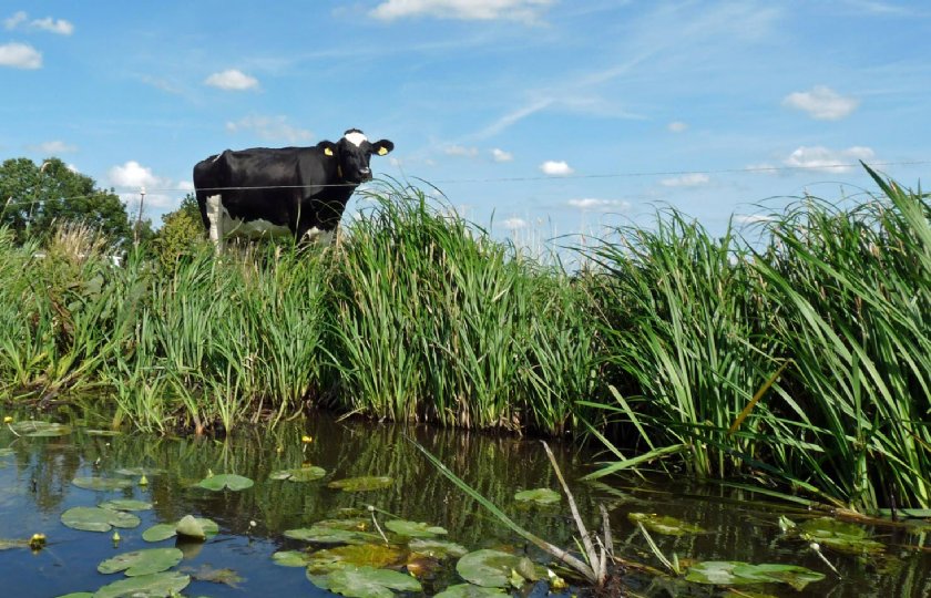 Grondwaterpeil+in+veenweidegebied+reguleren+via+telefoon