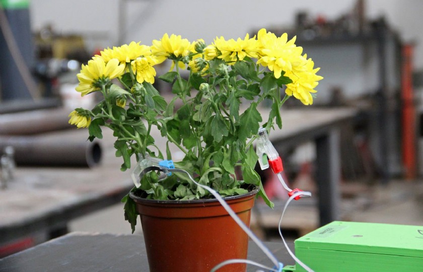 Sensoren van 2Grow kunnen meten of een plant gezond is en hoe deze reageert op de omgeving.