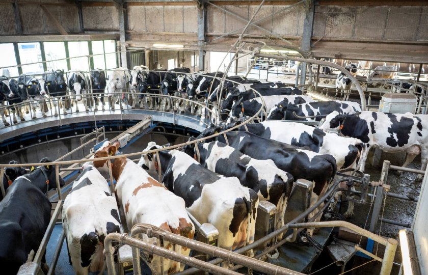 Van  de traditionele melkstallen blijft vooral de carrousel stabiel in aantal.