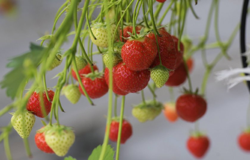 Ledlicht+optimaliseren+voor+winterteelt+aardbei