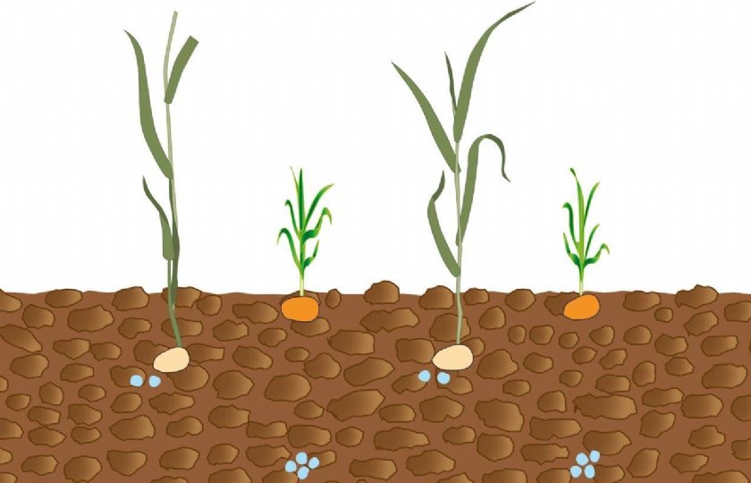 Kunstmest en twee gewassen op verschillende dieptes in de grond gebracht.