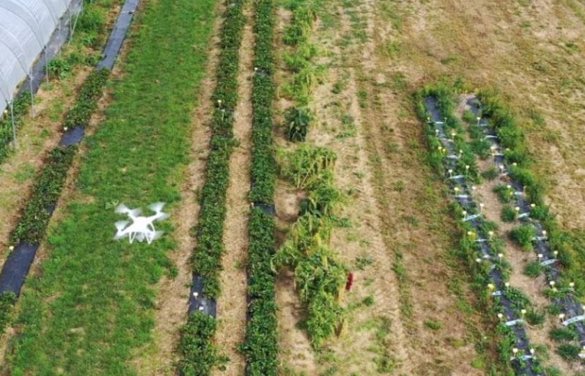 Aardbeienoogst+voorspellen+met+drones