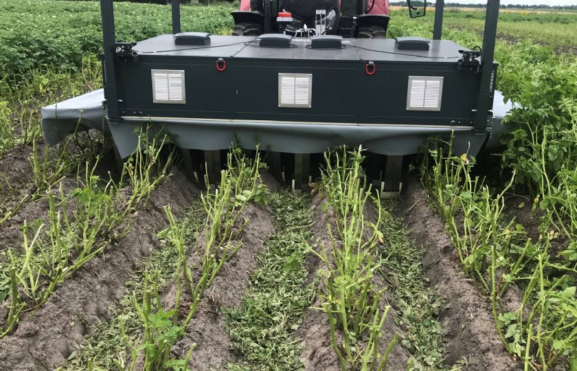 Delphy probeerde de Zasso na het klappen om hergroei onder aan de plant aan te pakken.