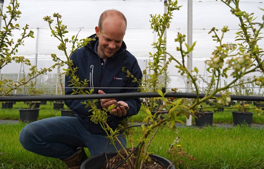 Fairplant+maakt+blauwebessenplanten+uit+weefselkweek