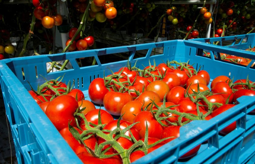 Plantengenen+gevonden+die+gevoelig+zijn+voor+tomatenvirus