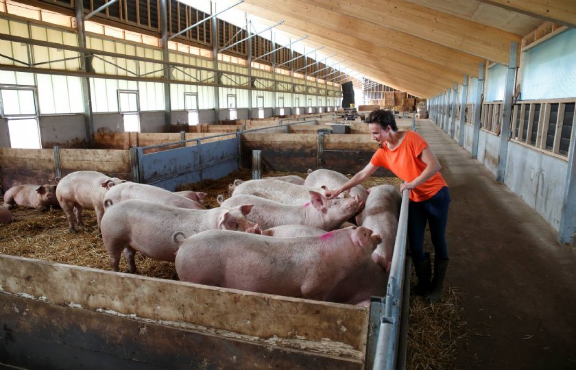 Jaarlijkse+innovatiewedstrijd+varkenshouderij+van+start