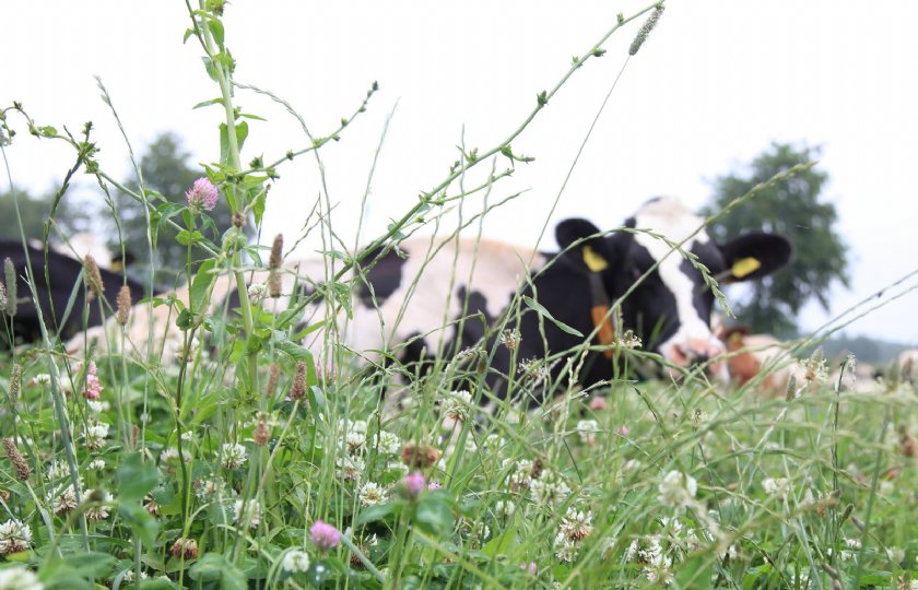 De koeien genieten zichtbaar van het gras.