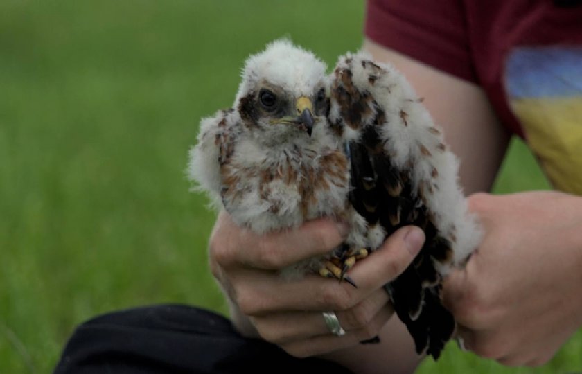 Drones+en+precisielandbouw+inzetten+bij+akkervogels+Groningen