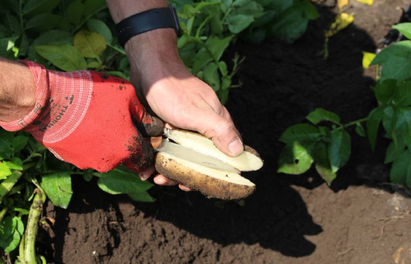 Jos van Sambeeck test dit jaar de precisie-irrigatie in een perceel Ivory Russet.