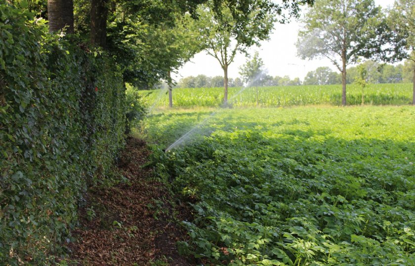 Kantsproeiers zorgen voor een betere verdeling van de watergift aan de perceelsranden.