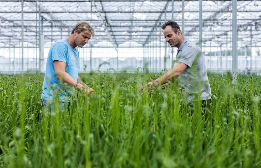 Matthieu (links) en Alexander Barendse: 'Mensen van 25 tot 40 jaar vinden freesia's weer leuk.'