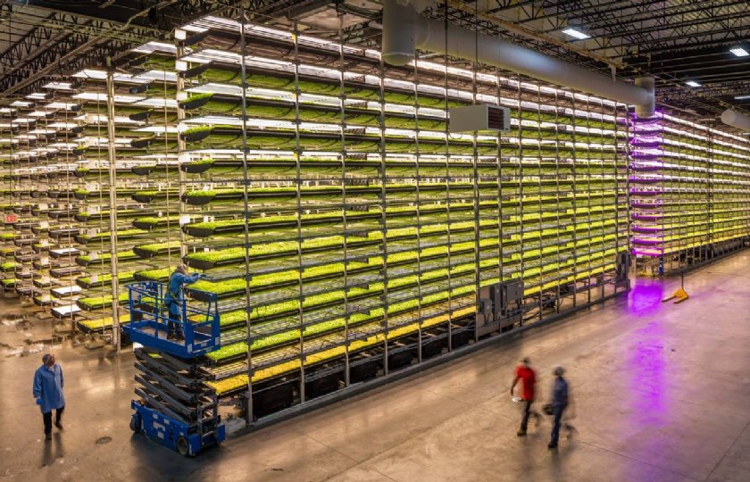 Cargill+en+AeroFarms+onderzoeken+verticale+teelt+van+cacoabonen