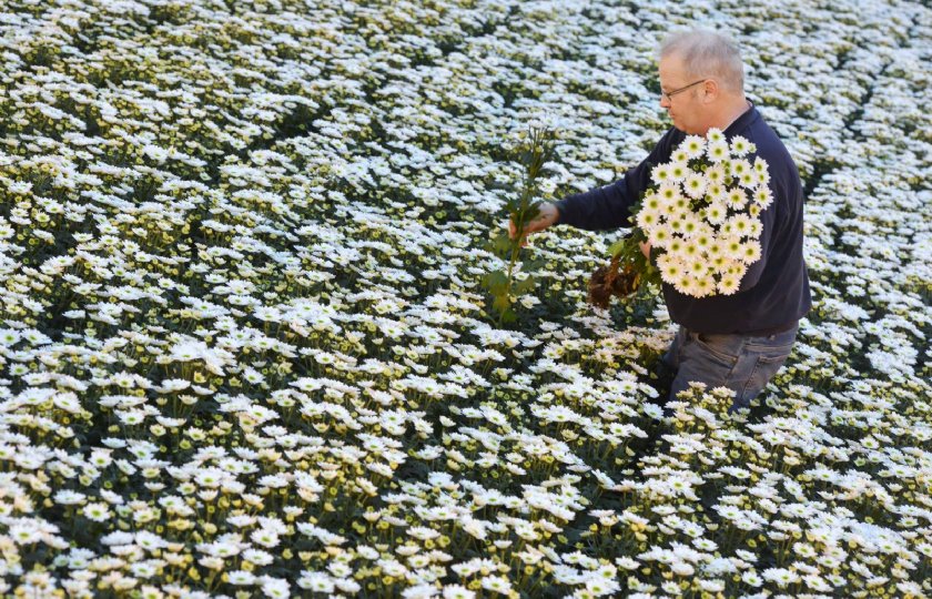 Onderzoek+naar+ledlicht+bij+chrysanten+krijgt+vervolg