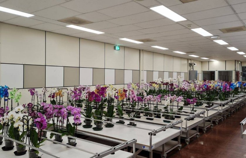 Ledpanelen+ingezet+bij+testen+houdbaarheid+bloemen+en+planten