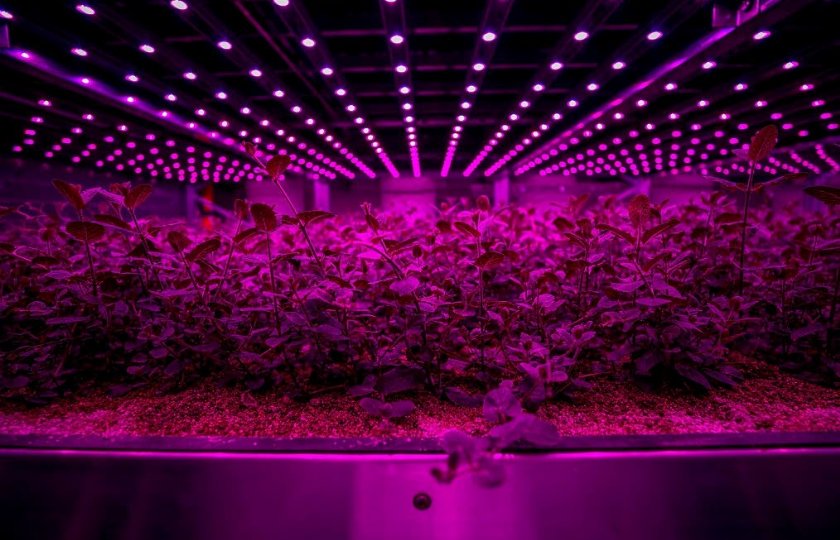 Future Crops in Poeldijk is een van de vertical farms die in de afgelopen maanden failliet zijn gegaan.