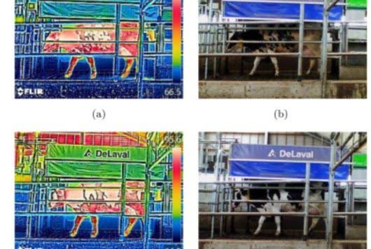 Identificatie+koe+op+basis+van+huidpatroon