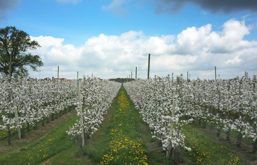 Proef+met+precisielandbouw+zorgt+voor+meer+appels