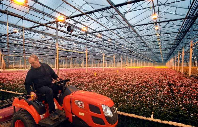 Proeven+met+weerbaar+telen+in+aardbei+en+chrysant+veelbelovend