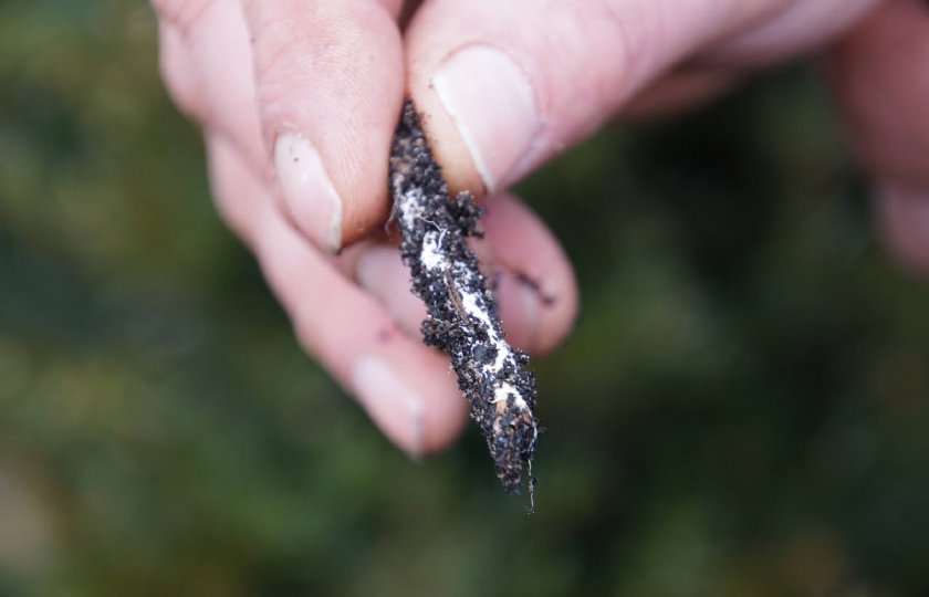 Rondom de plantenwortel wemelt het van leven dat elkaar voorziet van voeding.