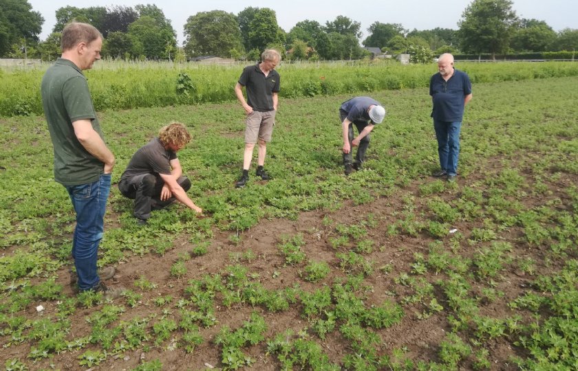 Project+zoekt+nieuwe+rotatieteelten+op+zandgronden