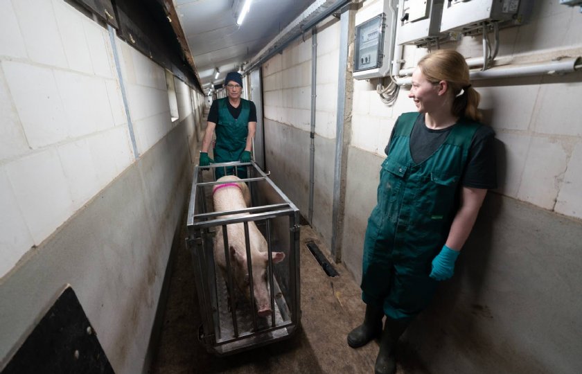 Innovatieprijs+voor+%27ziekenwagen%27+voor+varkens