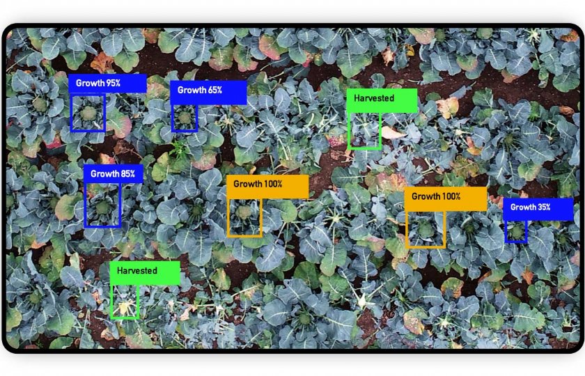 Via de gedetailleerde foto's is nauwkeurig de afmeting van de plant te bepalen en dus het oogstmoment te plannen aan de hand van groeimodellen.