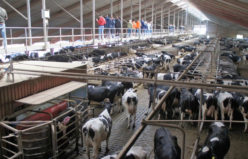 Deense+veehouders+vertellen+over+keuze+voor+melkrobot+of+draaimelkstal