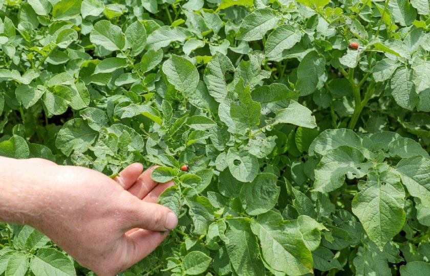 Onderzoek+naar+alternaria+en+coloradokever+in+aardappelen