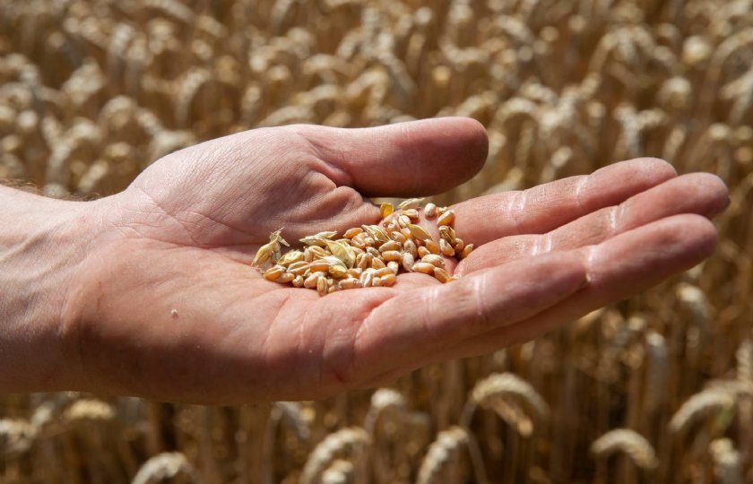 Om de tarwe als meel te kunnen gebruiken, moet het eiwitgehalte minimaal 12 procent zijn.