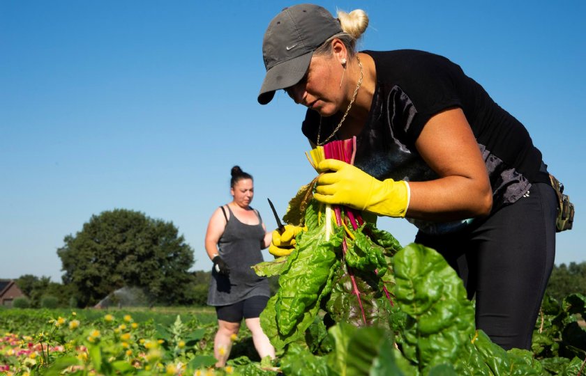 Op de velden van tuinderij De Waog worden tussen de veertig en vijftig verschillende gewassen geteeld.