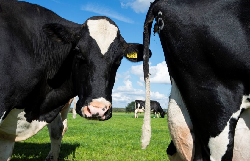 Eerste+idee%C3%ABn+aangemeld+voor+Dutch+Dairy+Challenge