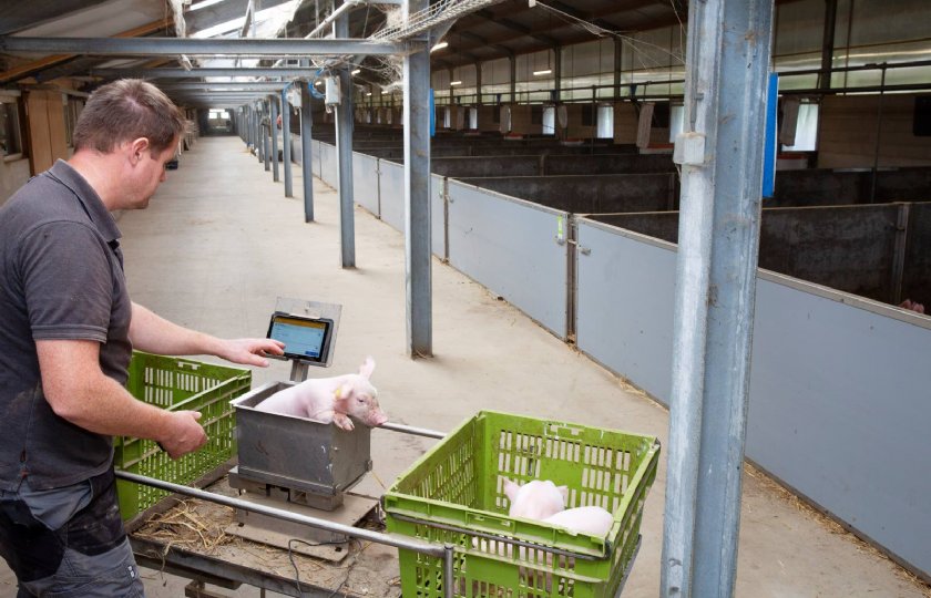 Ruben Exterkate weegt de biggen bij de geboorte en bij het spenen.
