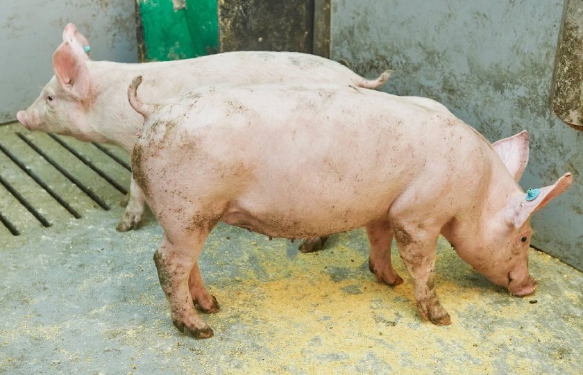 De afgelopen jaren zijn de staarten bij vleesvarkens al wat langer geworden.
