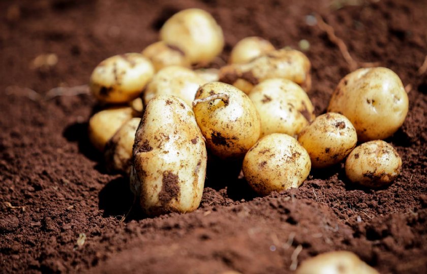 Solynta+en+Freshcrop+streven+naar+hybride+aardappel+in+Kenia