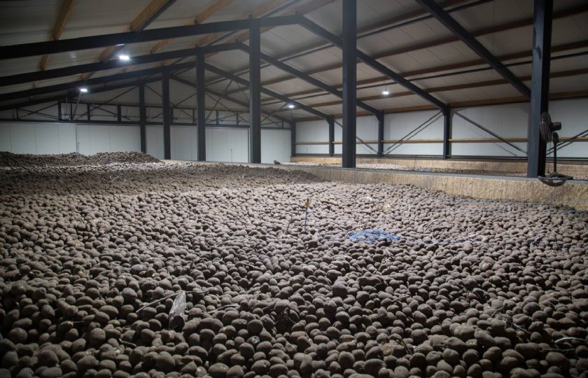 De opslag van aardappelen op het bedrijf van Derikx.